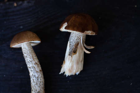photo edible forest mushrooms on a dark backgroundの写真素材