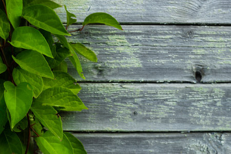Background wooden blue substrate and green plant.