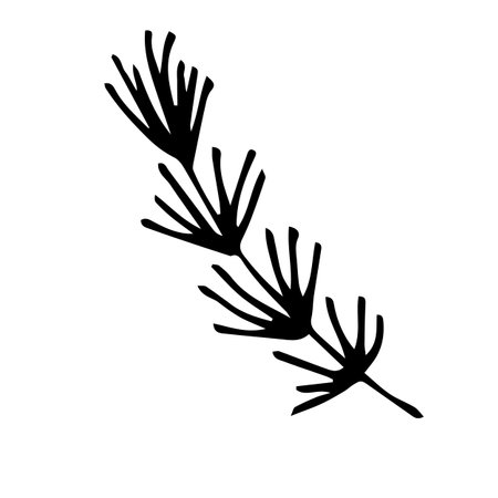 Vector of a twig of a coniferous tree.のイラスト素材