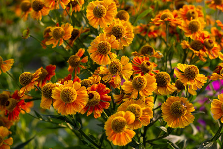 Photo yellow autumn flowers buds and petals.の写真素材