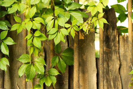 background horizontal wooden boards fence shield gの写真素材