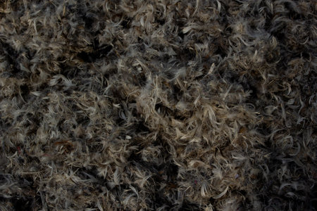 Photo Abstract background of brown bird feathers.の写真素材