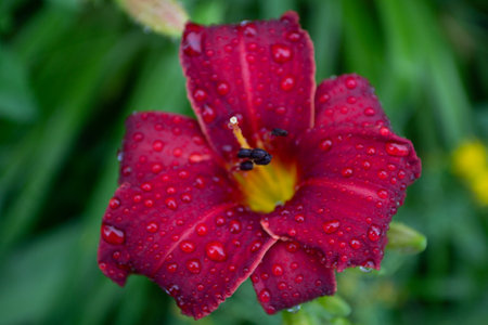 Red lily close-up drop of dew Garden flower.の写真素材
