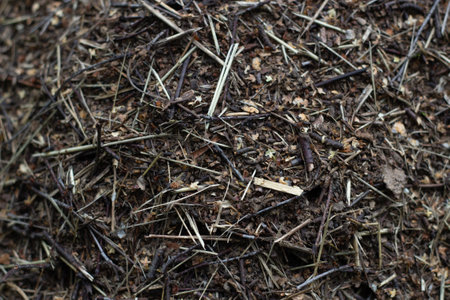 Anthill house of ants close-up Insects Lifeの写真素材