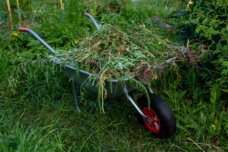 Garden metal wheelbarrow filled with weeds harvestの写真素材