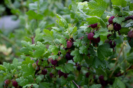 Ripe burgundy gooseberry on a green branch.の写真素材