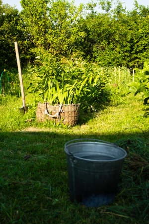 Metal bucket with water the garden green grass.の写真素材