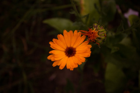 Orange calendula flower on a dark folk medicineの写真素材