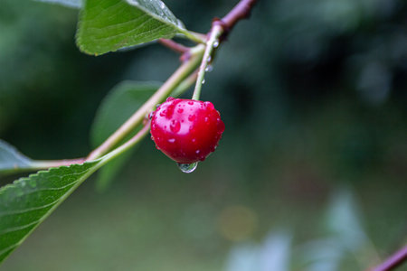 red cherry berry branch with water droplets.の写真素材