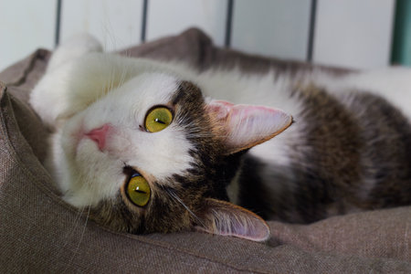 cat lying icot next to the heating batteryの写真素材