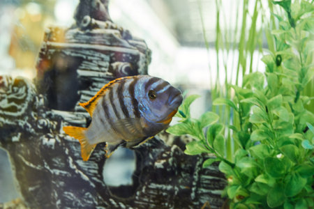 Striped aquarium fish with yellow fins aquariumの写真素材