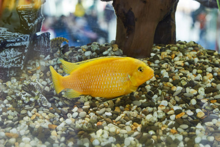 Striped small fish in an aquarium in the waterの写真素材