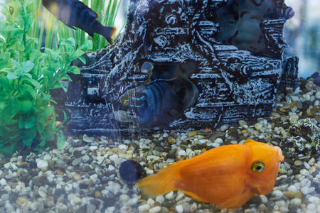 Striped small fish in an aquarium in the waterの写真素材