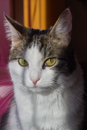 White gray domestic shorthair cat close up .の写真素材