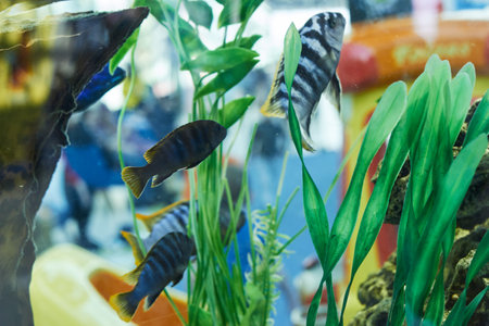 Fish swim in the aquarium mall under water.の写真素材