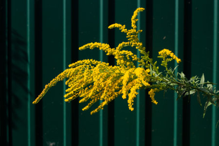 Yellow wild flowers against green corrugated fenceの写真素材