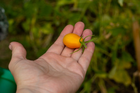 Yellow cherry tomato on an open palm. Aの写真素材