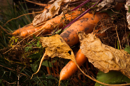 Close up root vegetable orange carrot with tops.の写真素材