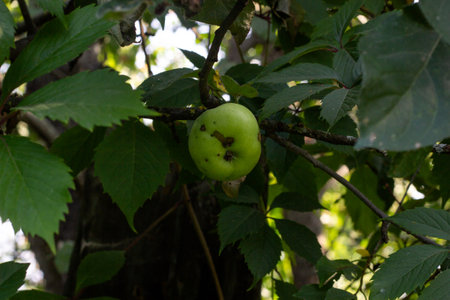 Green apple scab on background of the foliageの写真素材
