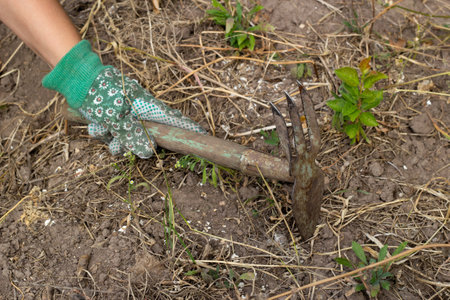 gloved hand holds a hoe tillage soil preparation.の写真素材