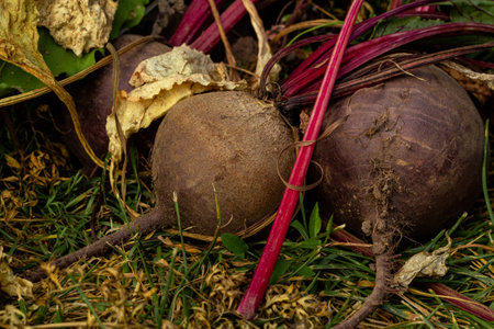 Close up root vegetable red beets with tops.の写真素材
