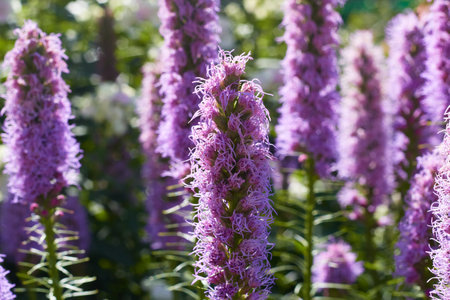 Lilac wildflowers close up Summer postcard beautyの写真素材