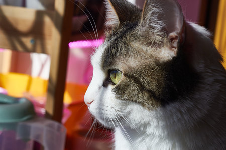 cat looks away close-up Domestic mongrel shorthairの写真素材