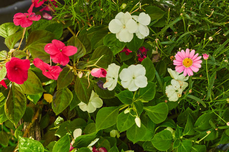 Small flowers in a flower white and pink. Landscaping. Path decoration. Plants are unpretentious.の写真素材