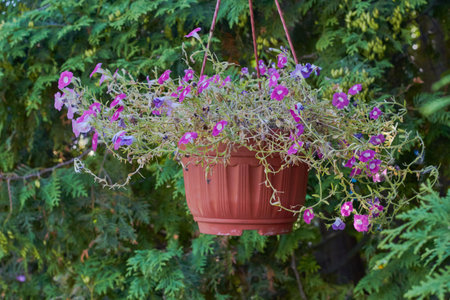 A plant in a hanging planter against a background of green arborvitae. Landscaping and decoration of parks. Plants and flowers.の写真素材