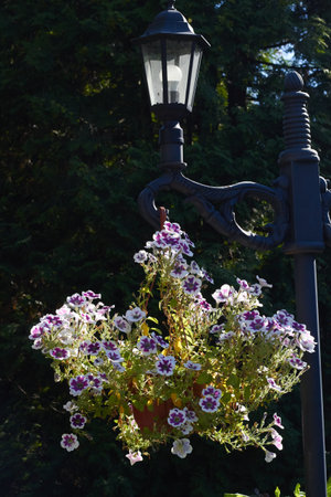 Flowerpot with petunia flowers on a street lamp in the parkの写真素材