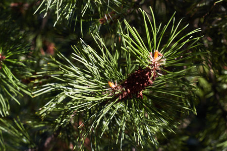 Spruce branch close-up. Coniferous plants. needles. plants and nature.の写真素材