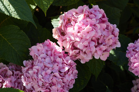 Close-up photo of a pink hydrangea flower. Landscaping of parks, squares, haciendas.の写真素材
