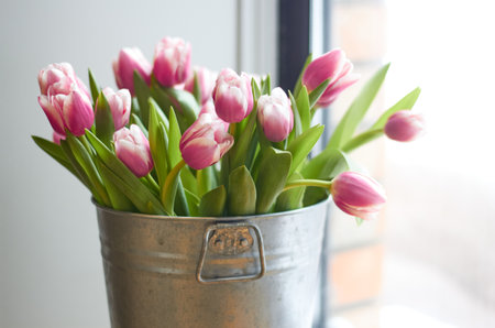 Photo of a bouquet of delicate pink tulips in a decorative iron bucket. Romance. Postcards and congratulations. holiday.の写真素材