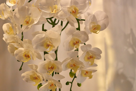 Photo of artificial flowers white orchids. decor.の写真素材