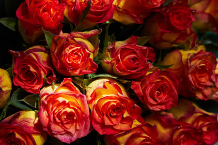 Photo of red yellow rose bouquet close-up Postcardの写真素材