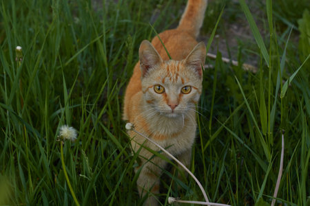 Photo red shorthair cat on background of green grass walks alone. young animal. Pets.