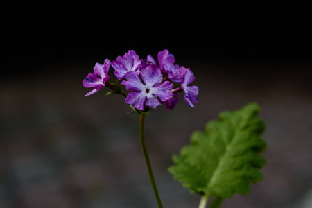 Close-up photo of field lilac flower with green leaf. Landscaping flower beds. Botany.の写真素材