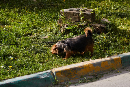 Photographer of dog walking on leash. Pedigree dog. Walking, care, maintenance of pet.の写真素材