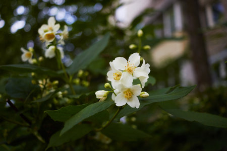 Photo of flowering shrub mock orange White flower.の写真素材