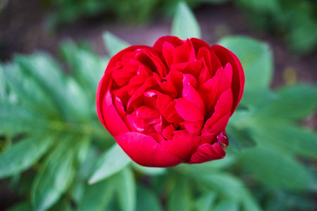 red peony flower on background of green grass.の写真素材