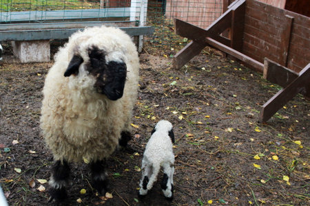 mother sheep and a lamb in the fresh air.の写真素材