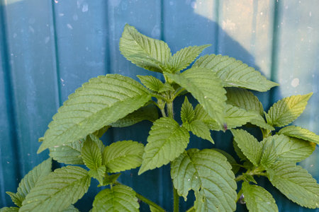 Young raspberry bushes on the of the fence.