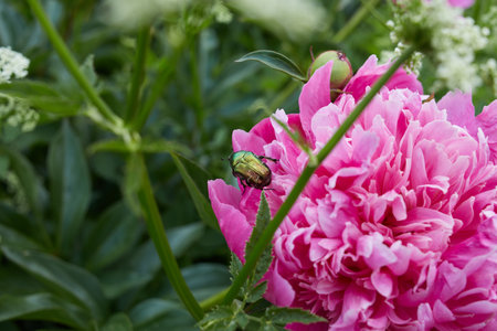 bright pink peony flower and a green beetle