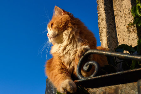 A red or orange-and-white ginger cat walks along aの写真素材