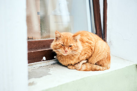 A stray ginger cat on the street. sitting in the window ofの写真素材