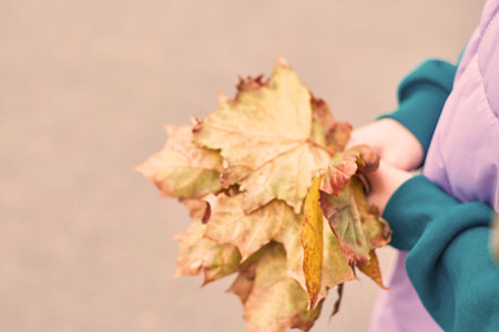 childrens hands hold autumn yellow dry maple leavesの写真素材