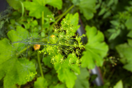 green photo of dill inflorescence.