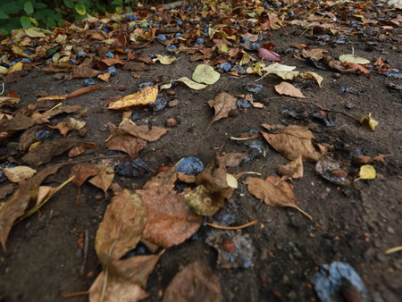 dried yellow autumn leaves on gray asphalt. autumn mood.の写真素材