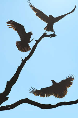 The site of three vultures ready to roost for the nightの写真素材