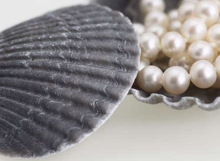 pearl necklace sea shell elegant fashion jewelryの写真素材